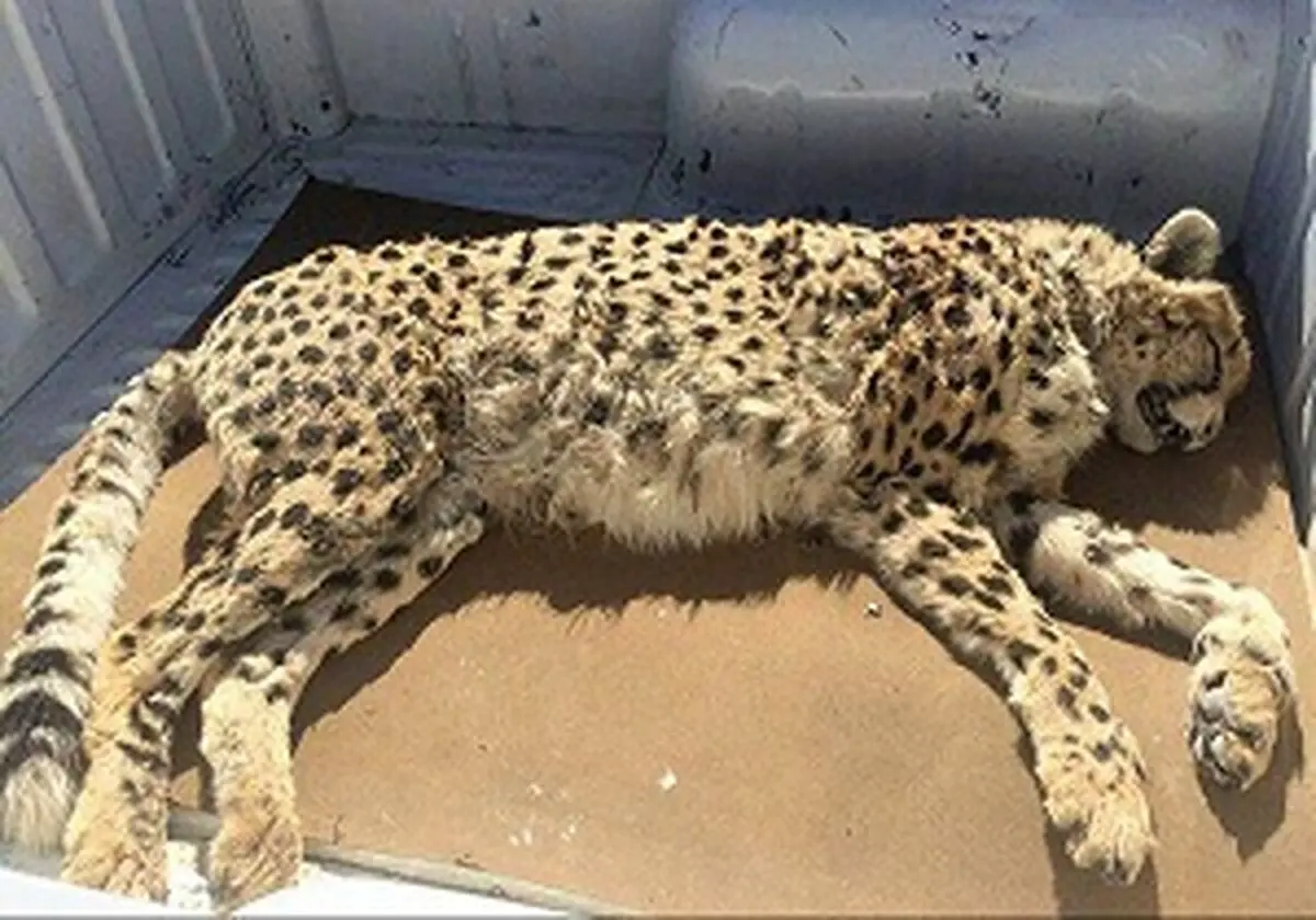 
باز هم مرگ یک یوزپلنگ ایرانی در اثر تصادف
