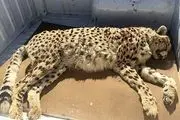 
باز هم مرگ یک یوزپلنگ ایرانی در اثر تصادف
