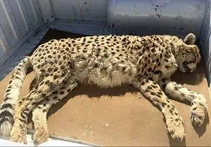 
باز هم مرگ یک یوزپلنگ ایرانی در اثر تصادف
