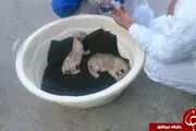 
مرگ دو توله شیر در باغ‌وحش خرم‌آباد+تصاویر
