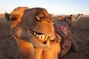 با دیدن این تصاویر حتما لبخند خواهید زد!/گزارش تصویری