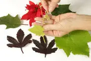 ۶ روش برای نگهداری از برگ های پاییزی