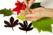۶ روش برای نگهداری از برگ های پاییزی