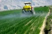 سمپاشی بیش از ۶۰۰ هکتار از مزارع گندم و جو علیه آفت سن در شهرضا
