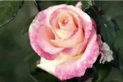 ژن اصلی عطر گل رز کشف شد 