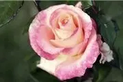 ژن اصلی عطر گل رز کشف شد 