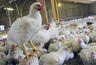 جمع‌آوری مرغ مازاد از بازار توسط دولت