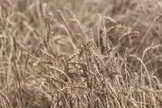 خسارات سیل به گندم زارهای خوزستان/ گزارش تصویری