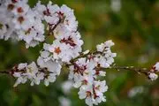 شکوفه های بهاری/گزارش تصویری