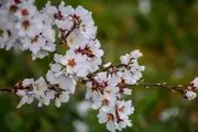 شکوفه های بهاری/گزارش تصویری