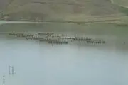 دور زدن قانونی مردم الیگودرز به سبک مسئولین استان