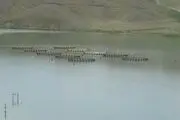 دور زدن قانونی مردم الیگودرز به سبک مسئولین استان