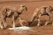 خشکسالی در استرالیا/گزارش تصویری