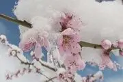 
400 هکتار از باغات کبودراهنگ دچار سرمازدگی شد