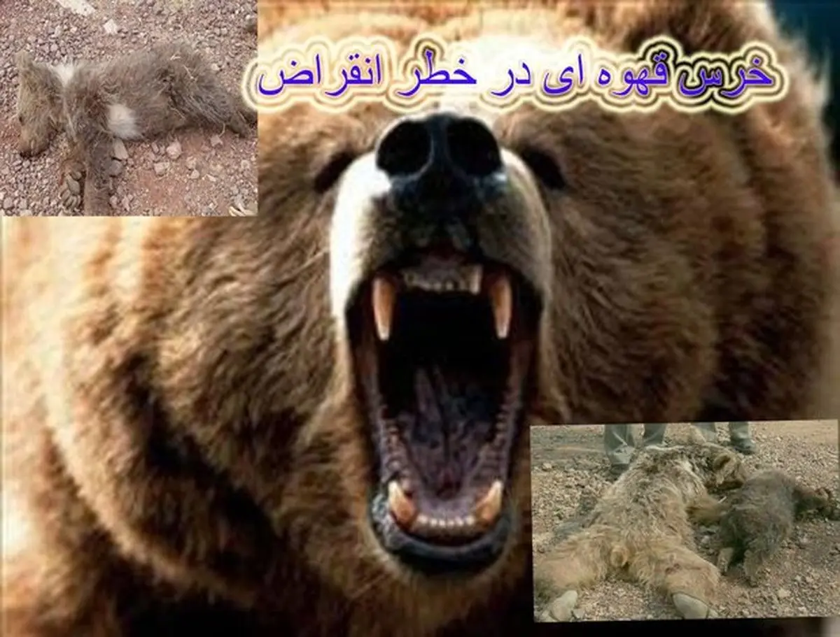 خرسهای فارس همچنان تلف می شوند