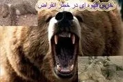 خرس‌های فارس همچنان تلف می شوند