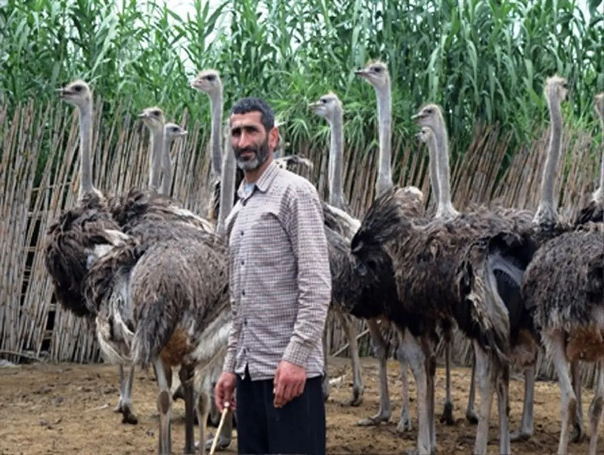 توانایی تولید 25 تن گوشت شترمرغ را دارم