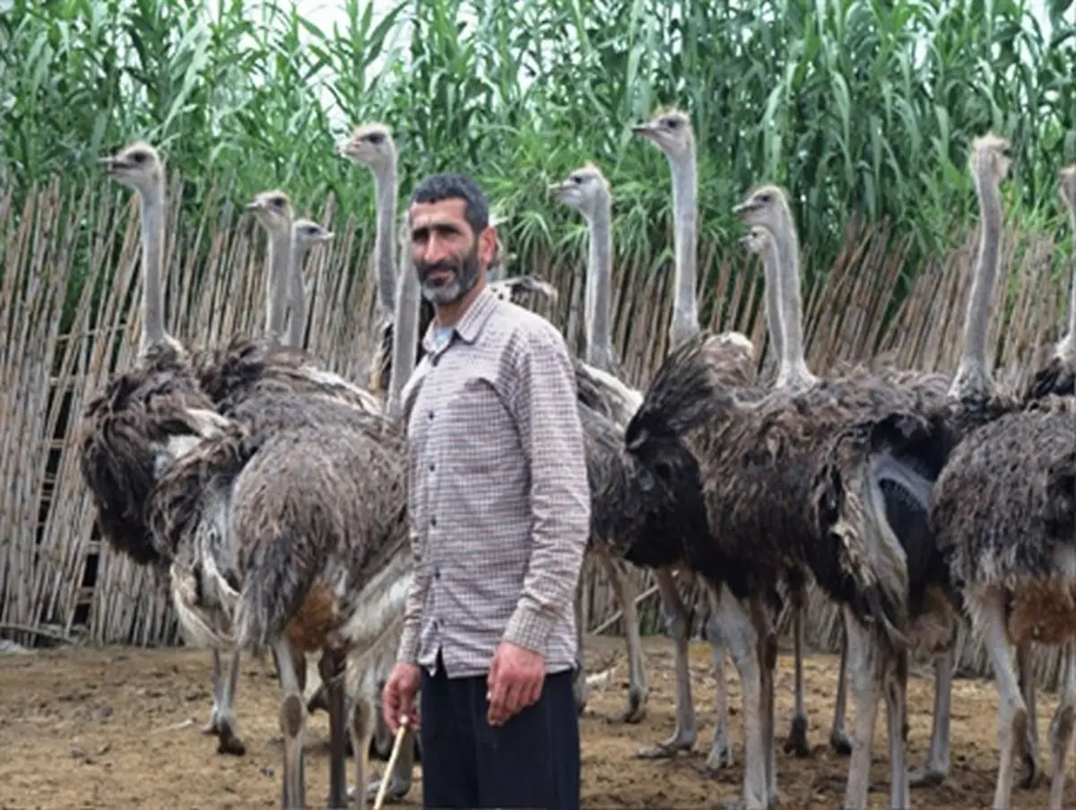 توانایی تولید 25 تن گوشت شترمرغ را دارم