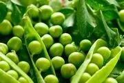 فواید نخودفرنگی/ گیاهی برای لاغری