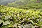 چای صادراتی هند به ایران سمی است
