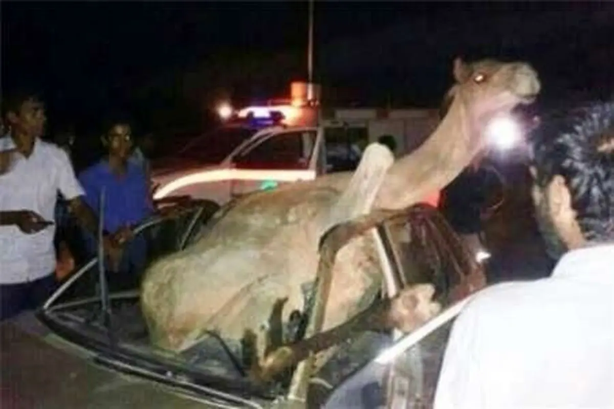 برخورد با شتر سرنشینان را روانه بیمارستان کرد