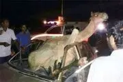 برخورد با شتر سرنشینان را روانه بیمارستان کرد