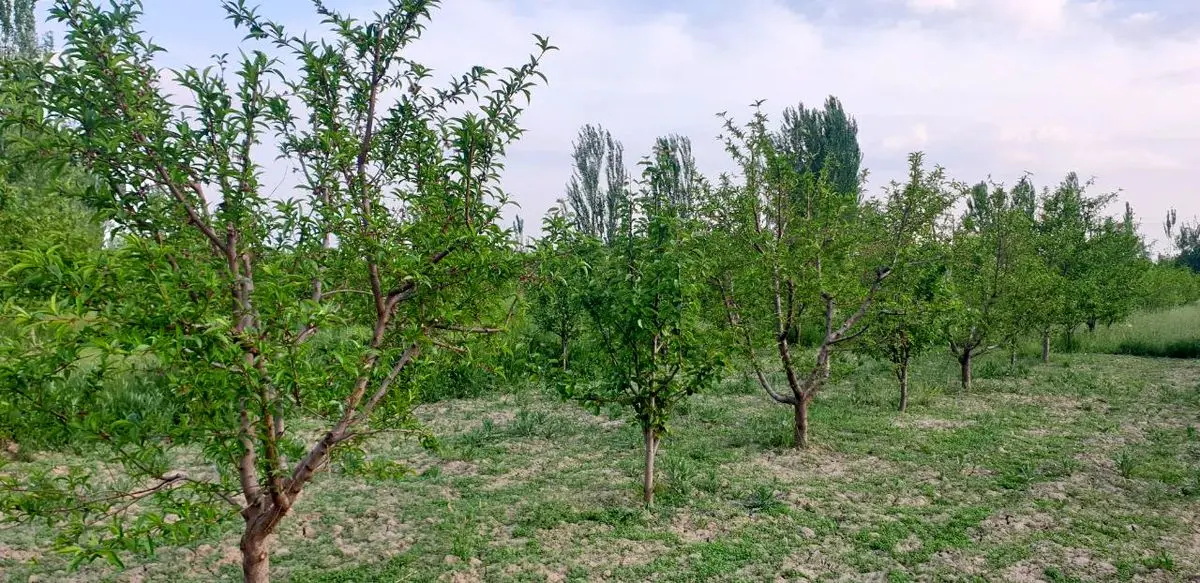 نهال اصلاح شده چیست