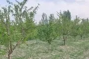 نهال اصلاح شده چیست
