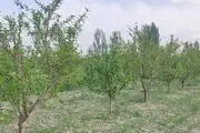 نهال اصلاح شده چیست
