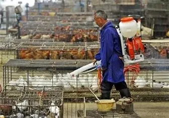 آنفولانزای مرغی در ایران وجود ندارد