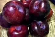 برداشت آلو از باغات «پیوه‌ژن»/ عکس