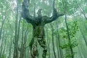 درختی شبیه انسان در سیستان و بلوچستان