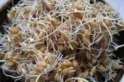 خواص بی نظیر یک خوراکی خوشمزه/از افزایش قدرت باروری تا ایمنی دربرابر سرطان ها