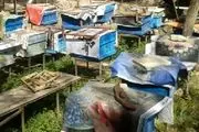 کشورهای خارجی عسل نطنز را پیش خرید می کنند