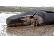 علت مرگ نهنگ 12 متری در دست بررسی است