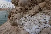 مرگ یک میلیارد موجود دریایی در پی گرمای شدید در آمریکای شمالی