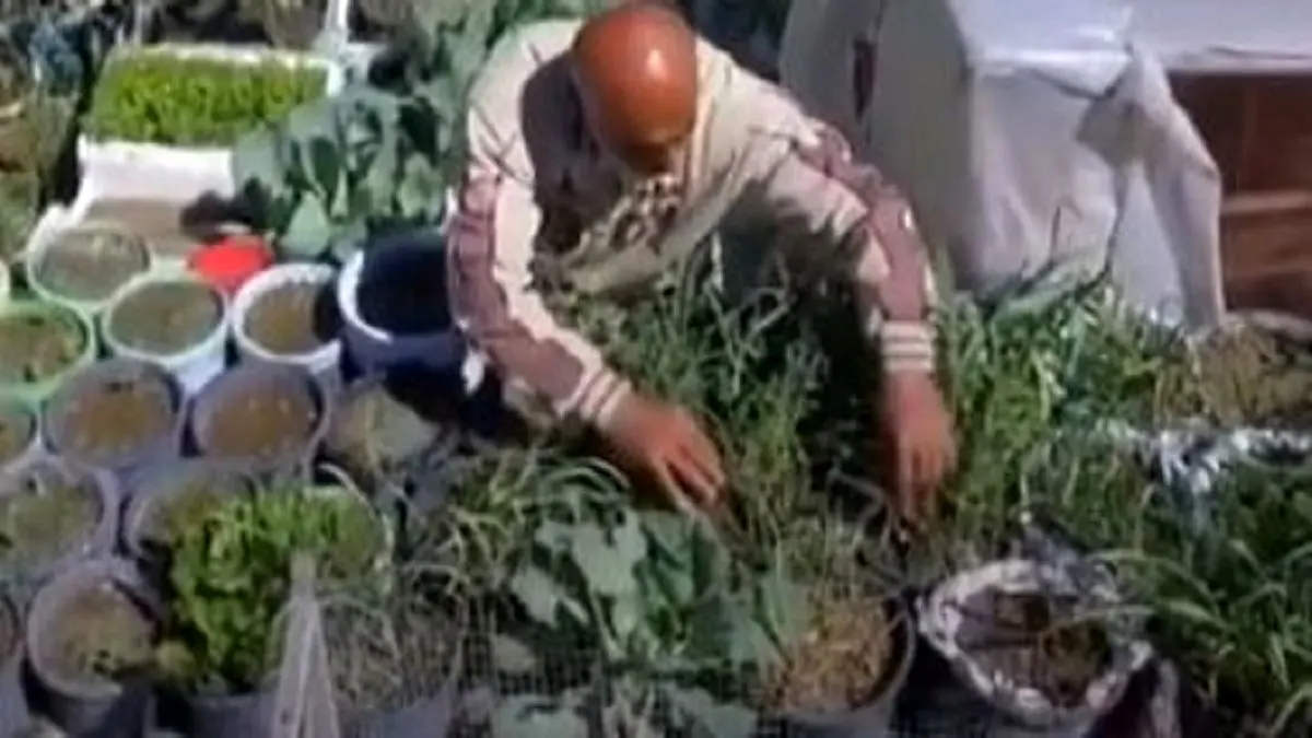 سقف خانه ای که به باغچه تبدیل شد/عکس