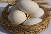 قیمت تخم مرغ افزایش یافت