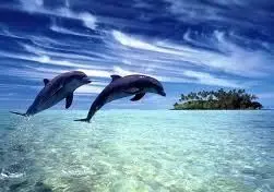 دلفین‌ها، جنین زنان باردار را می‌بینند!
