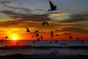 پرندگان هنگام عبور از اقیانوس در کجا استراحت می‌کنند؟
