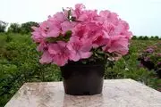 پر طرفدارترین گل برای فصل سرما