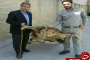 
کشف یک قطعه پوست شیر سلاخی شده در مشهد+عکس
