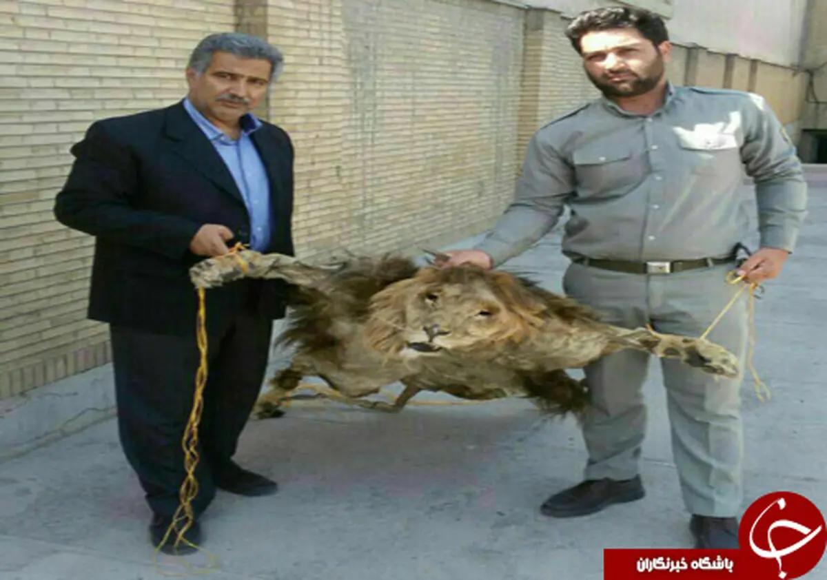 
کشف یک قطعه پوست شیر سلاخی شده در مشهد+عکس
