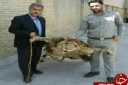 
کشف یک قطعه پوست شیر سلاخی شده در مشهد+عکس
