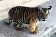 وقتی به جای متخلف، گزارش دهنده متهم می‌شود