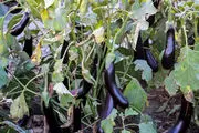 جنجال اهدای بادمجان به خبرنگاران 