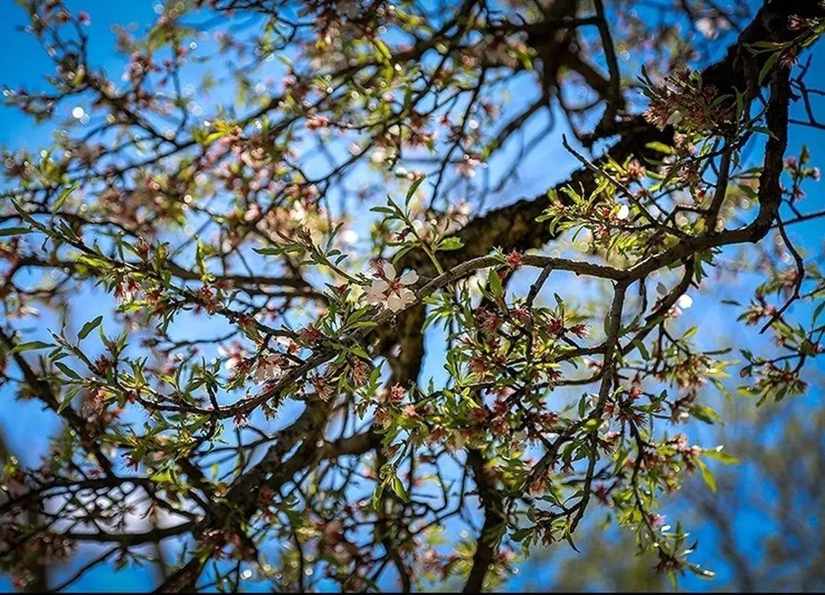 بهار در دل کویر/ عکس