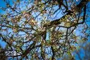 بهار در دل کویر/ عکس