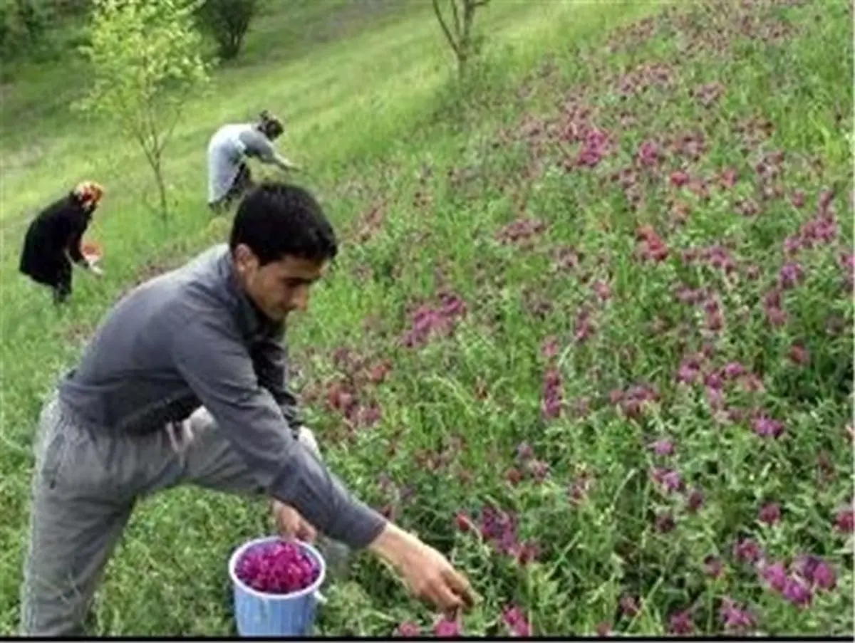برداشت بیرویه از گیاهان دارویی در لرستان