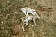 مرگ دو قلاده سیاه گوش نر و ماده+ عکس 